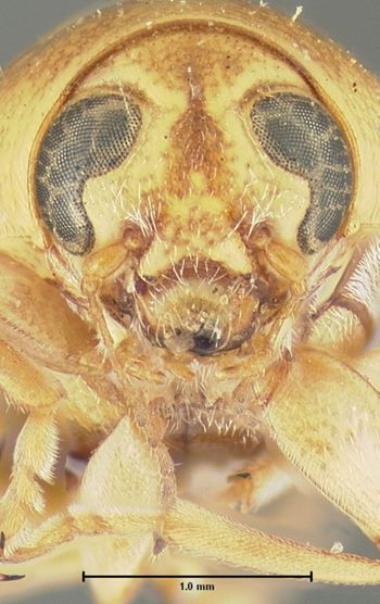 Media type: image;   Entomology 24973 Aspect: head frontal view